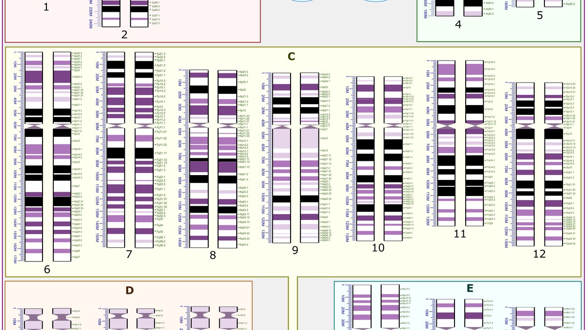 A human chromosome map (karyotype ideogram) showing the 23 pairs into which the genome is packaged — a DNA and bioelectricity record by Panacea Bio Chem and Bogdan Dicoias